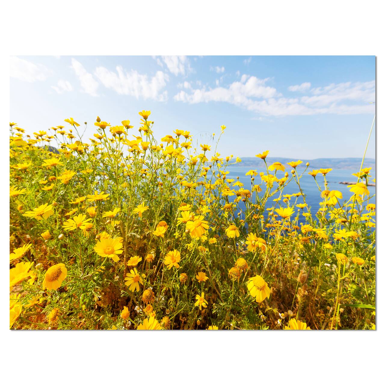 Designart - Little Yellow Flowers over Seashore - Large Flower Canvas Art Print